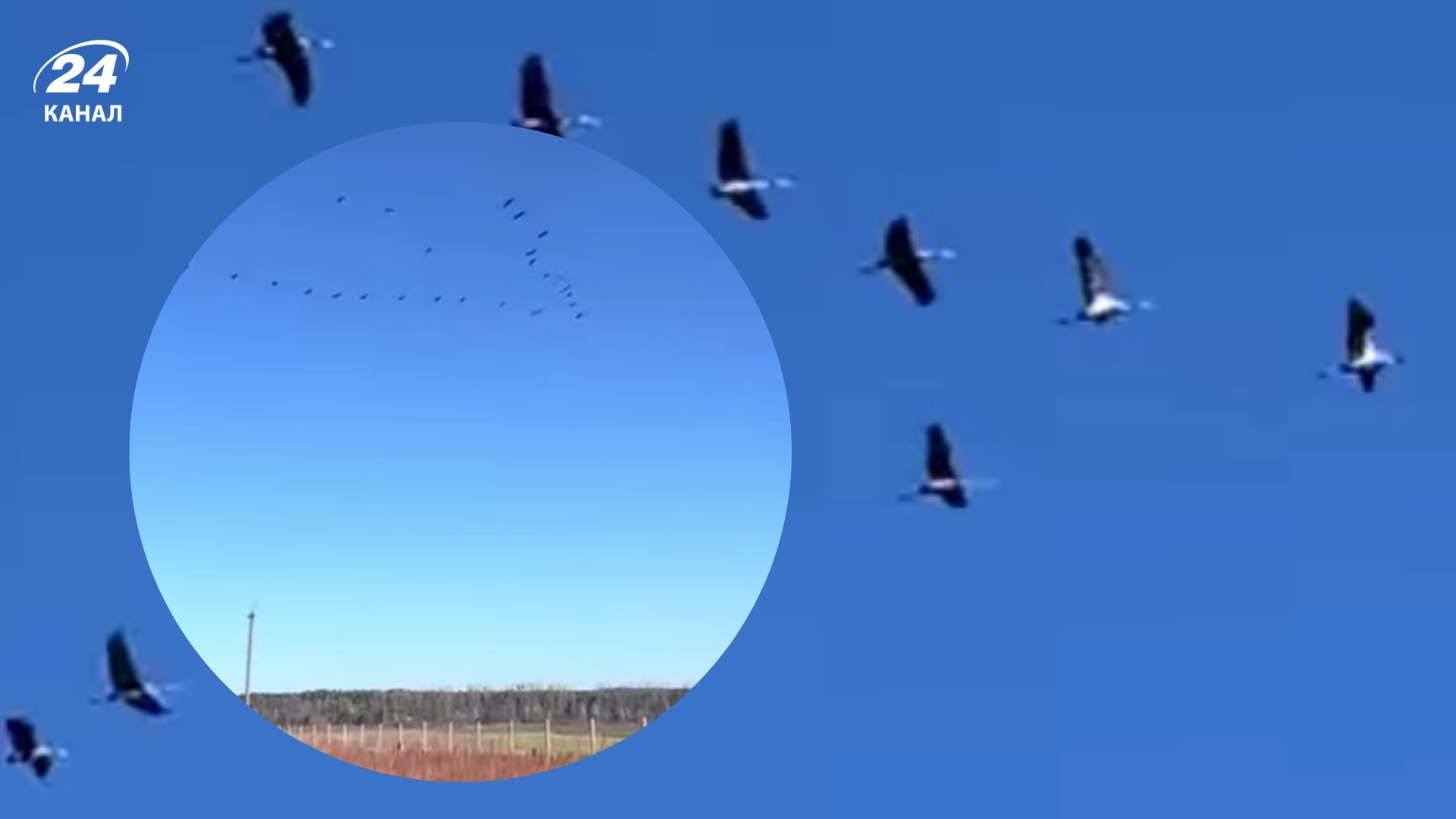 Аномальне явище: взимку на Волинь повертаються журавлі - 24 Канал Аномальне явище: взимку на Волинь повертаються журавлі - 24 Канал