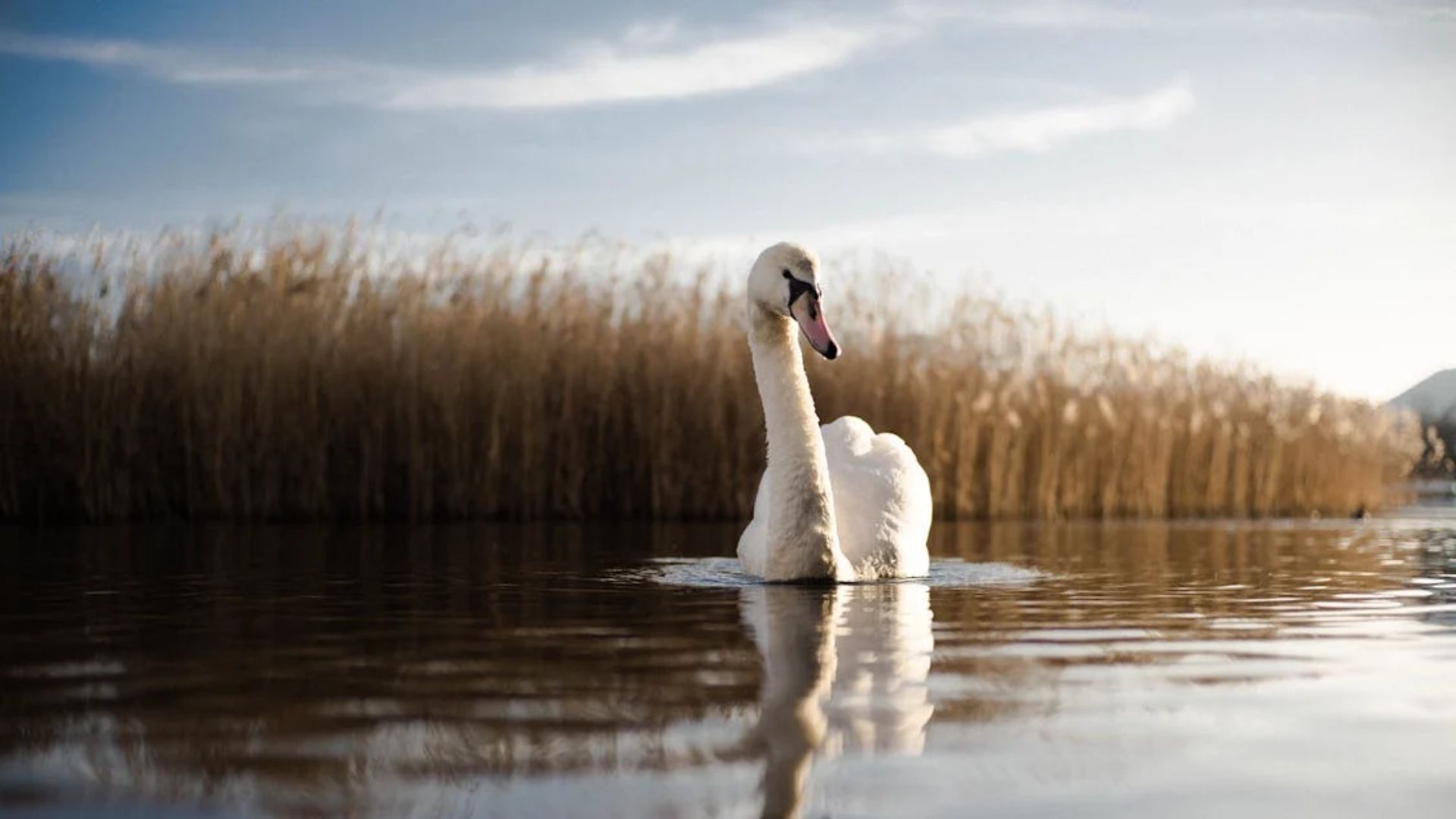 Птичий грипп в Львовской области Птичий грипп в Львовской области
