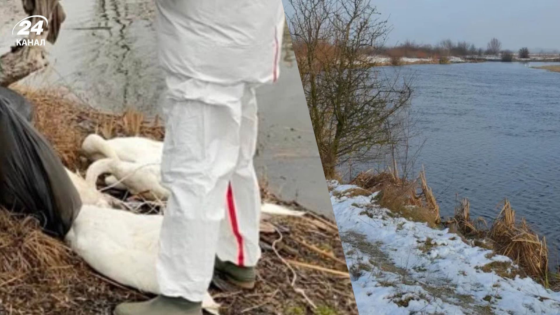 В Западном Буге обнаружили погибших лебедей - 24 Канал В Западном Буге обнаружили погибших лебедей - 24 Канал