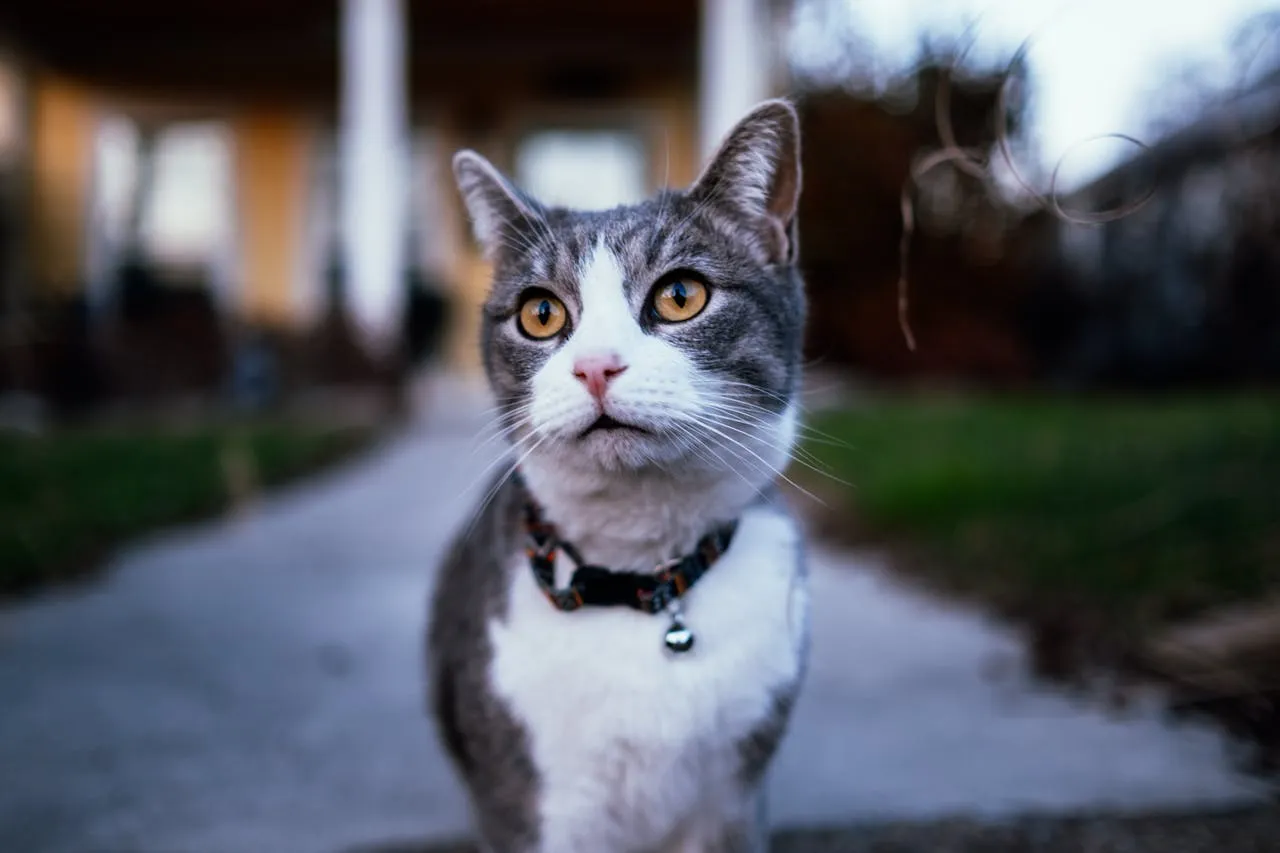 Кіт на вулиці Кіт на вулиці