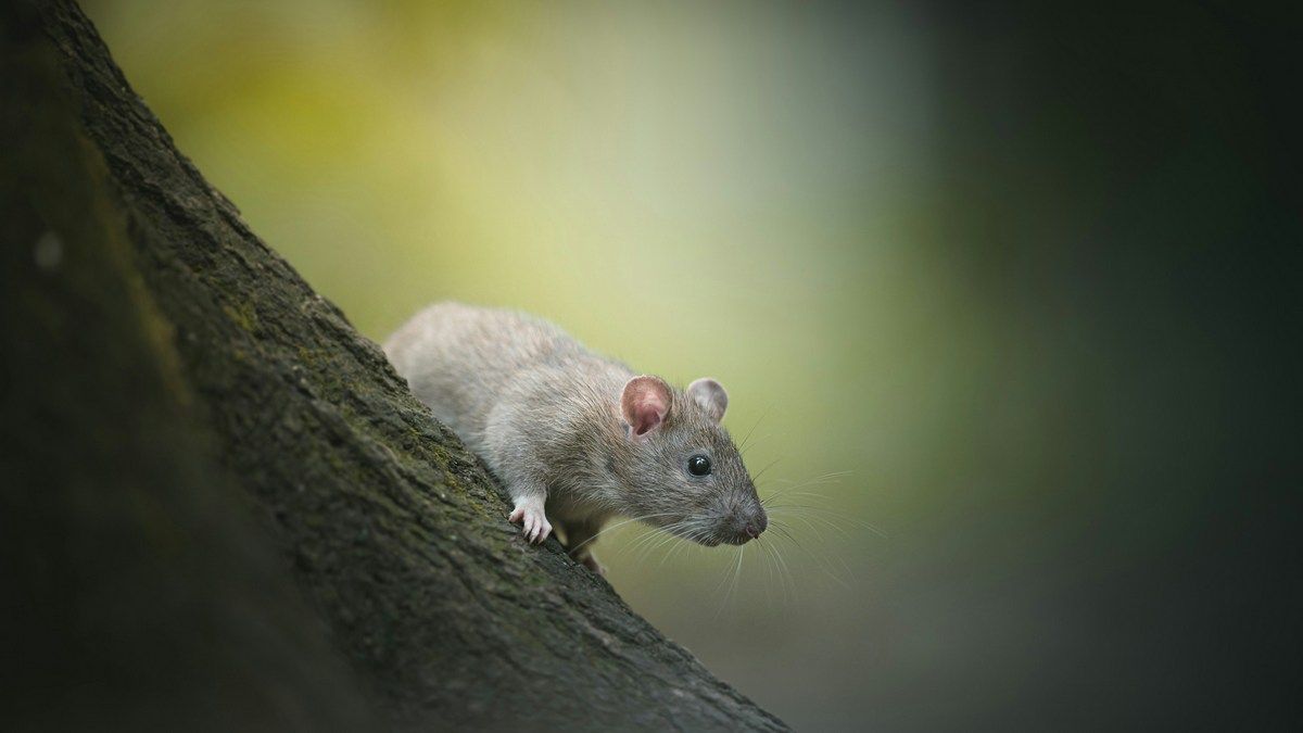 Кількість щурів збільшується в містах по всьому світу через зміну клімату Кількість щурів збільшується в містах по всьому світу через зміну клімату