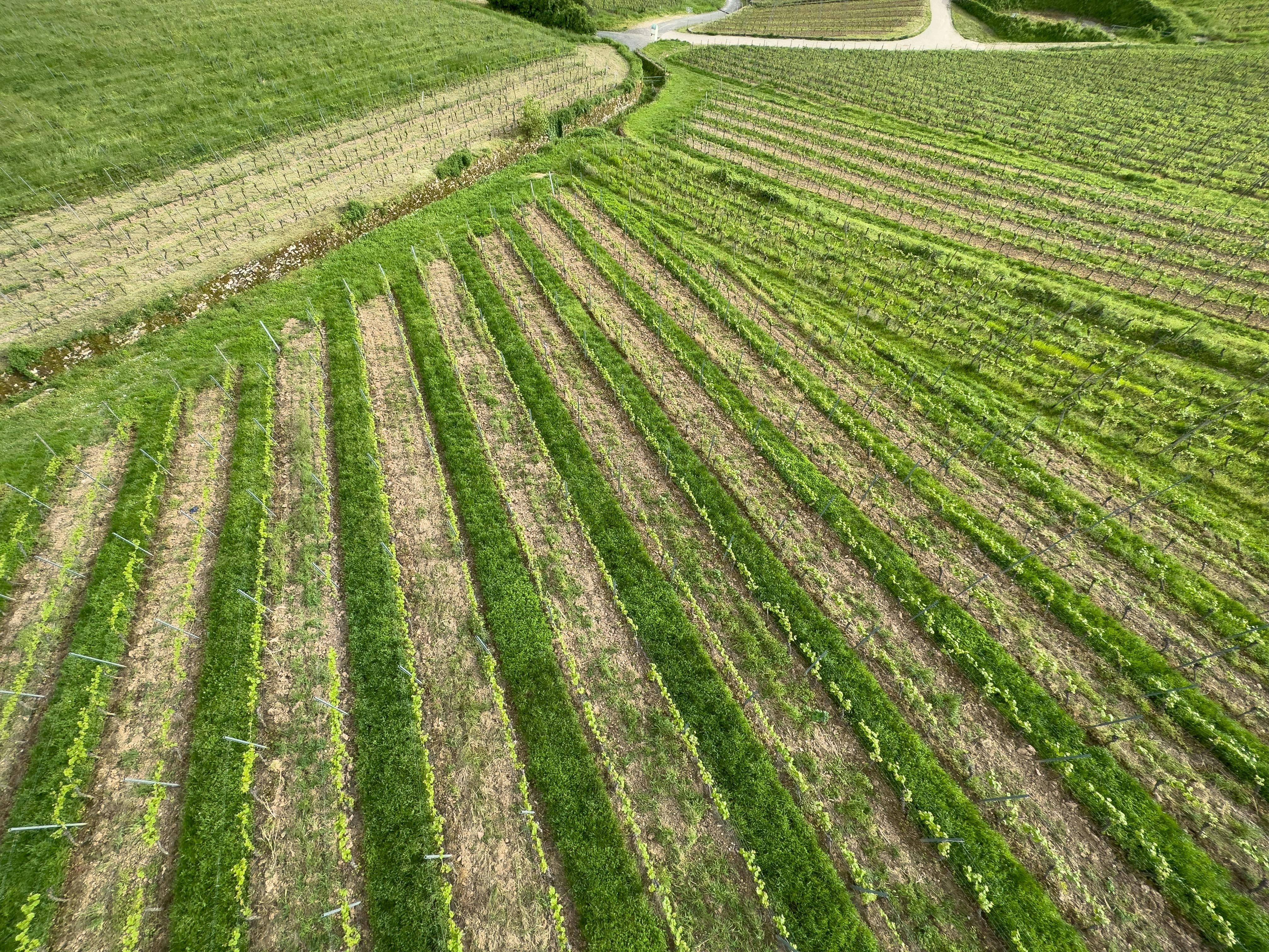 Хто має переважне право на покупку землі Хто має переважне право на покупку землі