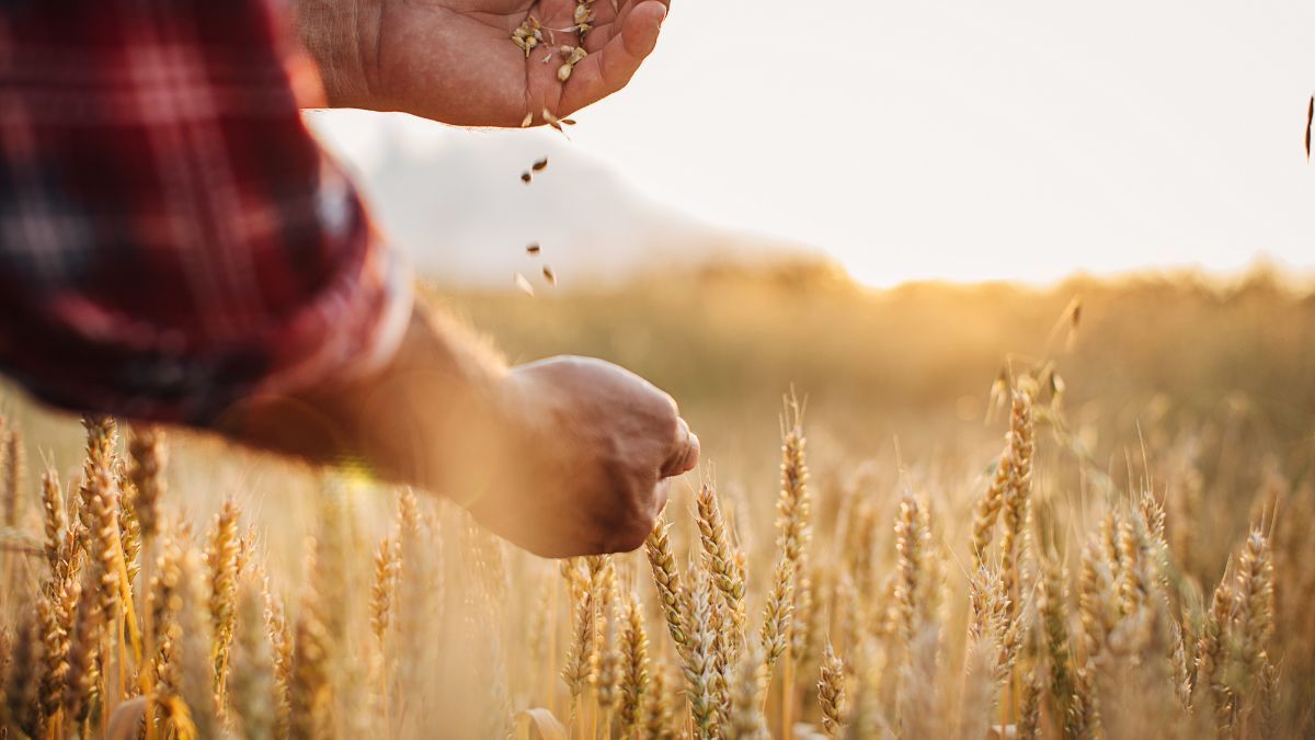 Врожай 2025 року Врожай 2025 року