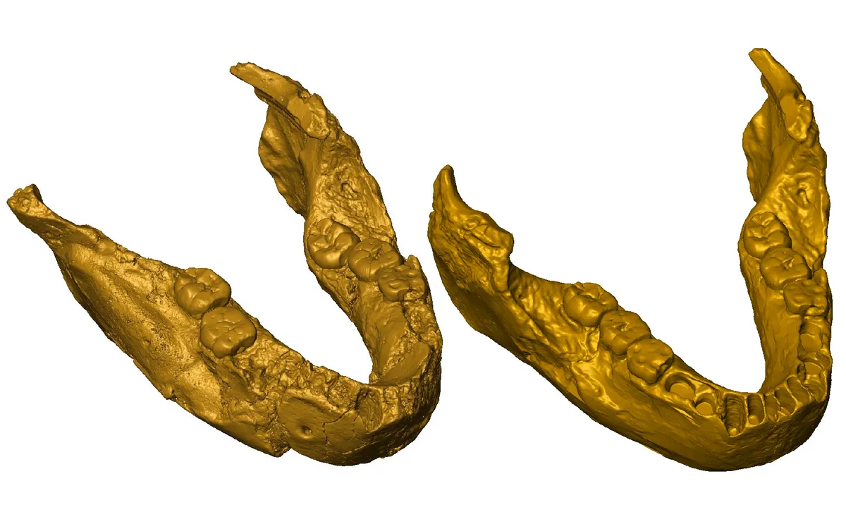 Цифрова 3D-модель щелепи SK 15 показана ліворуч. Реконструкція тієї ж щелепи праворуч показує кістку без зайвих нашарувань і тріщин, що з'явилися в процесі скам'яніння Цифрова 3D-модель щелепи SK 15 показана ліворуч. Реконструкція тієї ж щелепи праворуч показує кістку без зайвих нашарувань і тріщин, що з'явилися в процесі скам'яніння