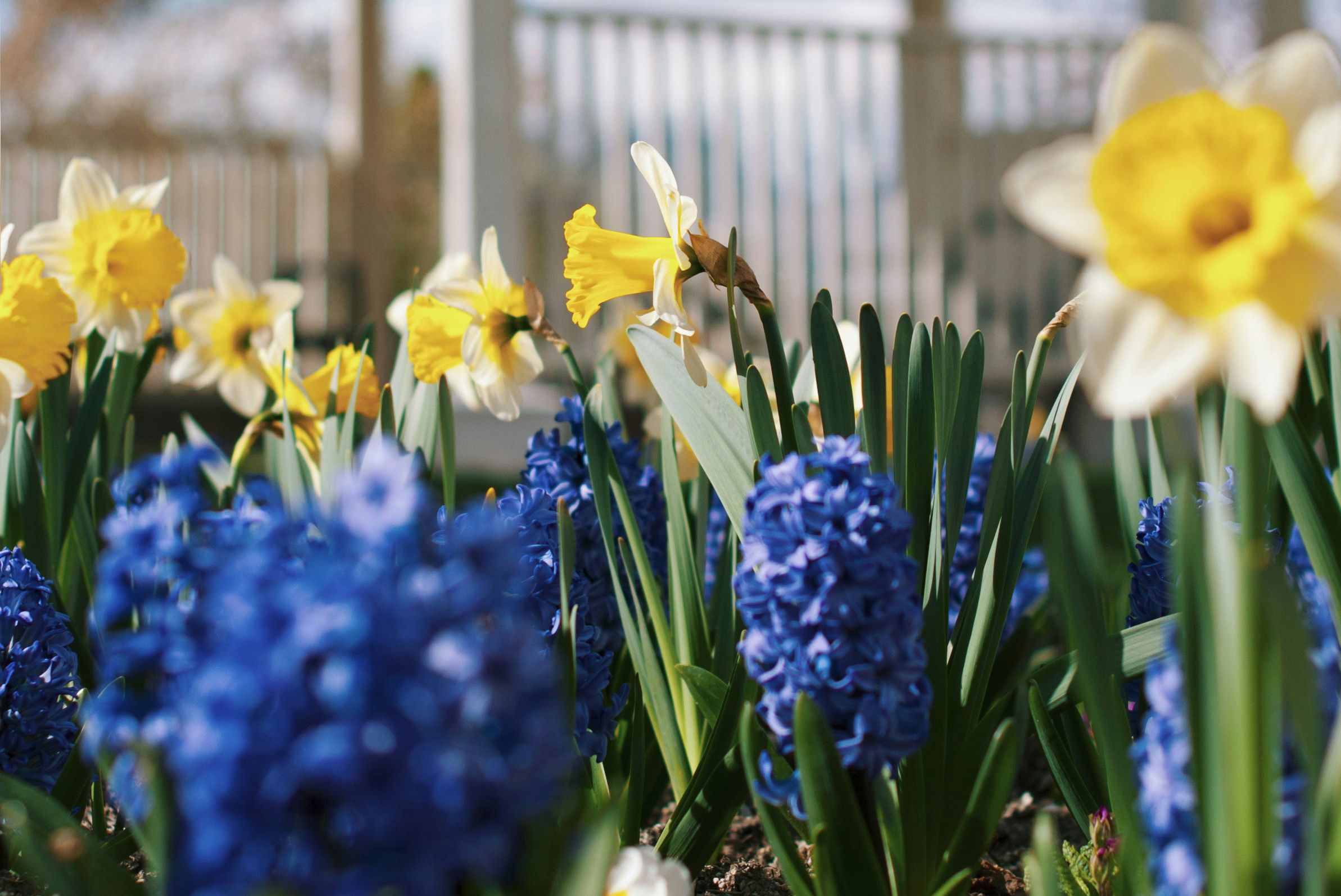 Які квіти посадити у лютому Які квіти посадити у лютому