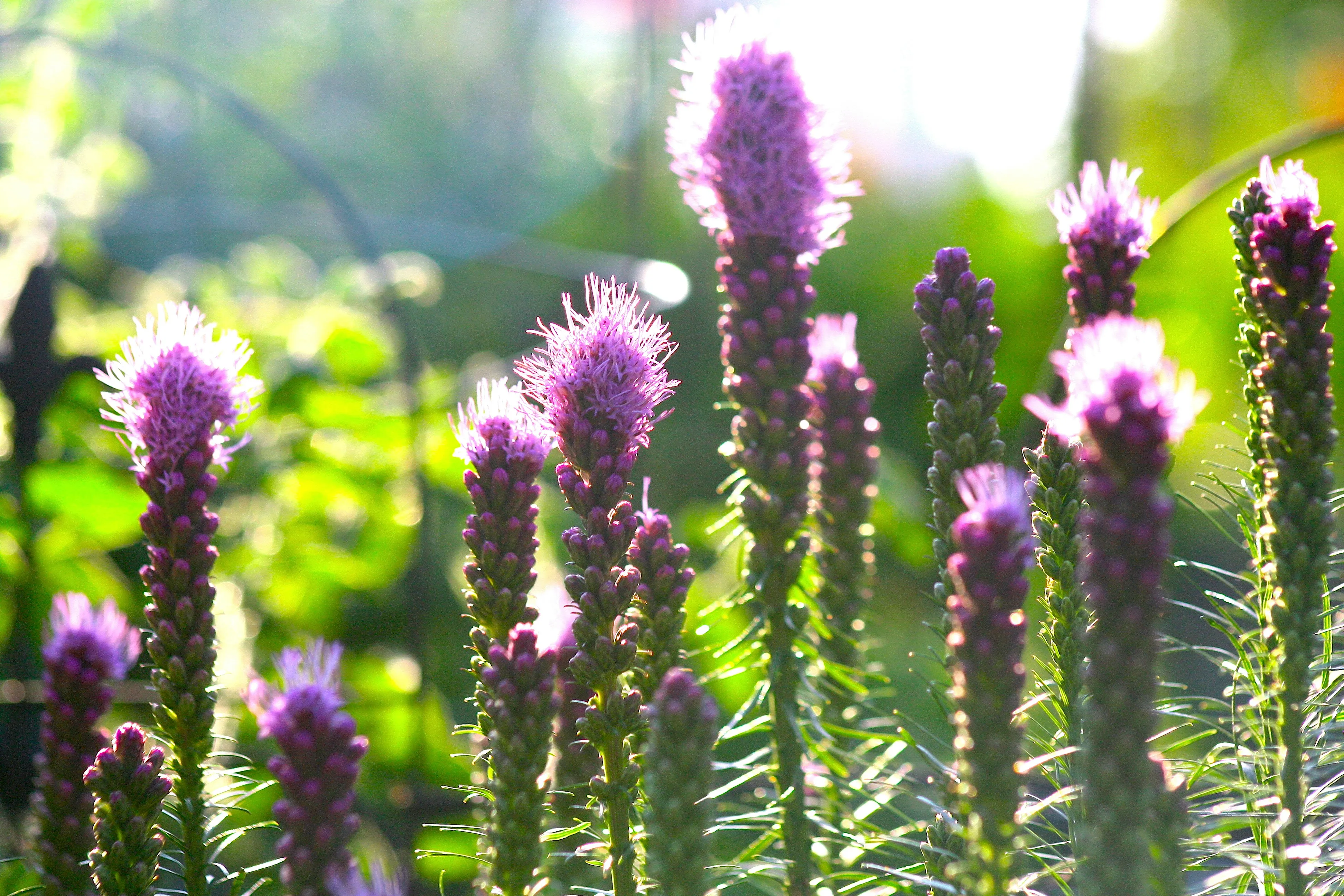 Лиатрис Лиатрис