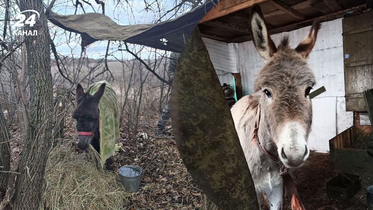 Ослики в армии России