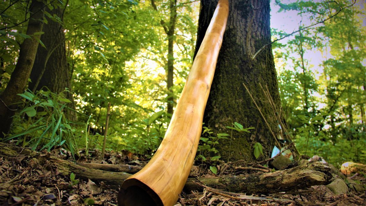 Дерева у лісі