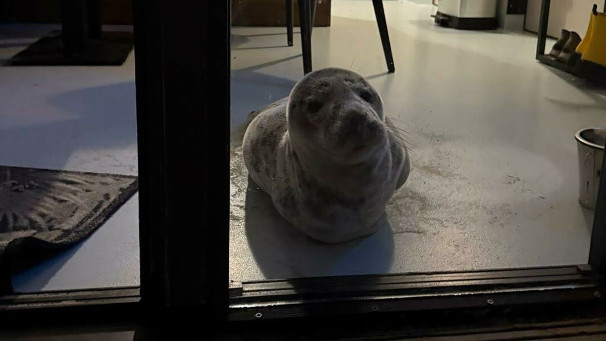 Тюлень прокрався до готельного номера і заснув - миле фото Тюлень прокрався до готельного номера і заснув - миле фото