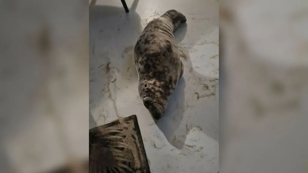 Тюлень ліг відпочивати у готельному номері Тюлень ліг відпочивати у готельному номері