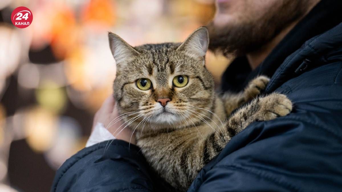 Волонтеры и железнодорожники помогли кошке Карине отыскать владельцев Волонтеры и железнодорожники помогли кошке Карине отыскать владельцев