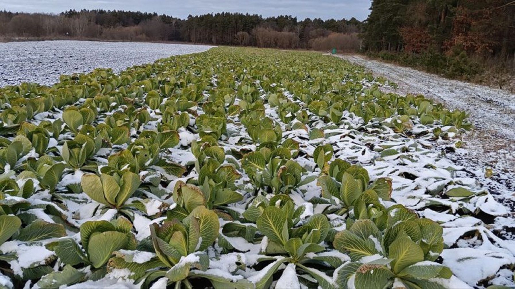 Капусту собирают среди зимы Капусту собирают среди зимы
