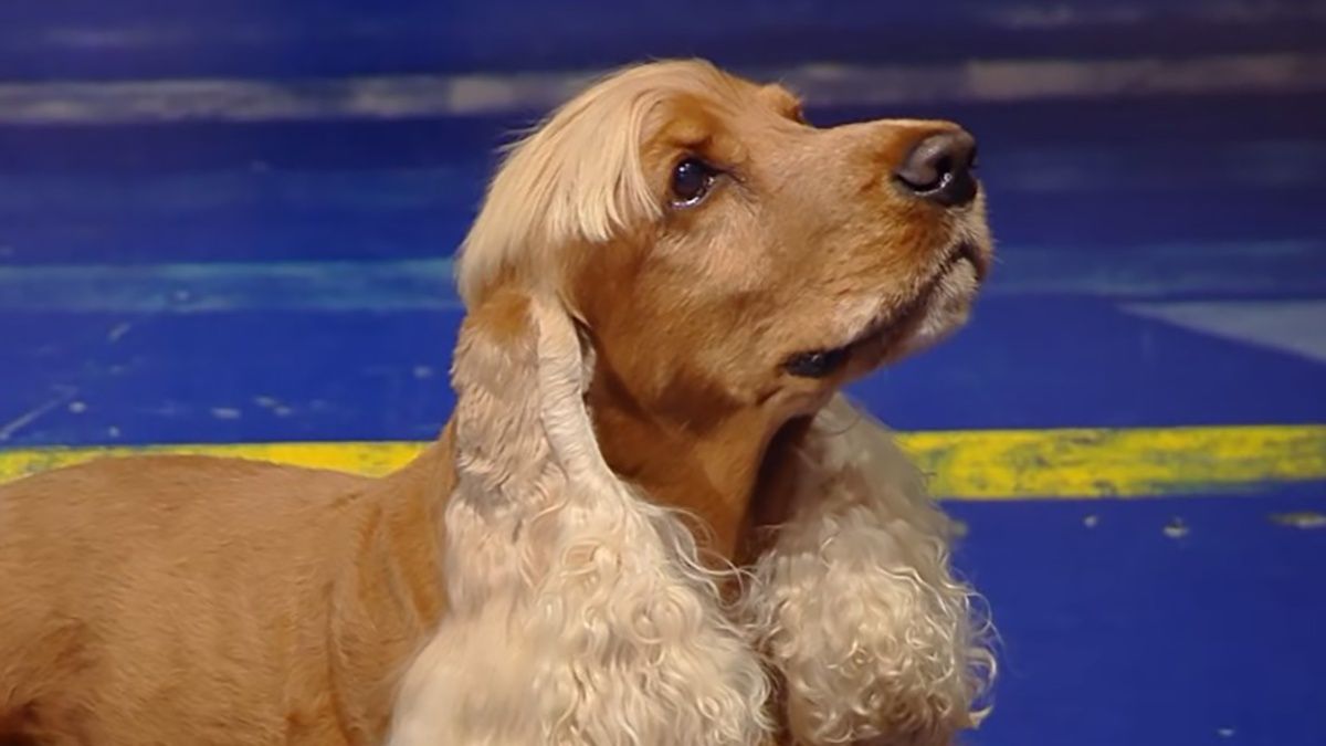 Собака на скейтборде побила мировой рекорд в Японии Собака на скейтборде побила мировой рекорд в Японии