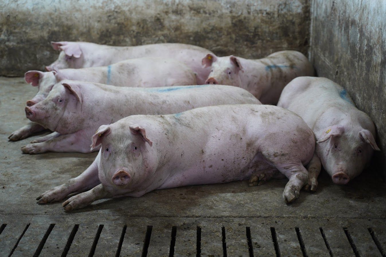 Выявлены новые случаи АЧС Выявлены новые случаи АЧС