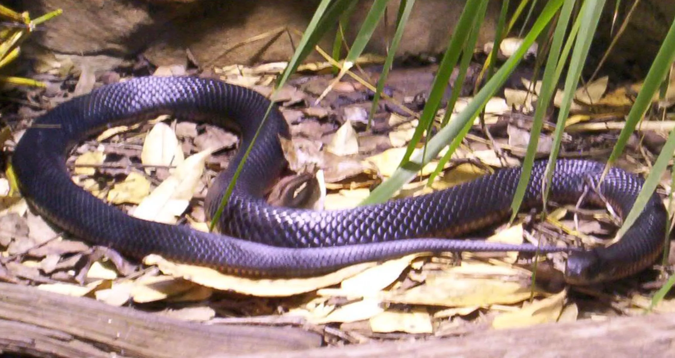 Черная змея аспид Черная змея аспид