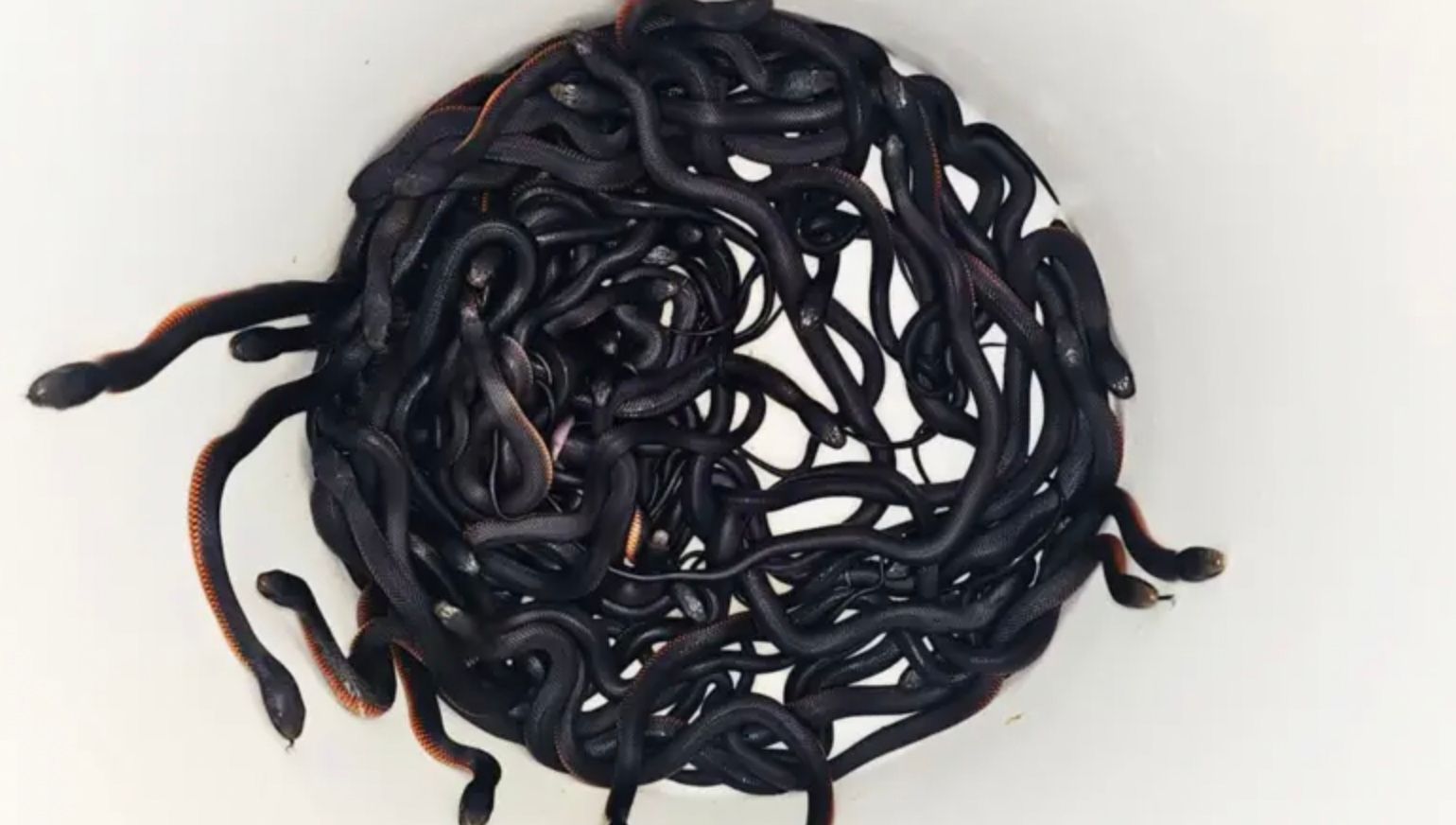 В Сиднее мужчина нашел у себя во дворе гнездо ядовитых змей В Сиднее мужчина нашел у себя во дворе гнездо ядовитых змей