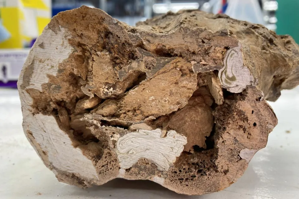 Стегнова кістка едмонтозавра крупним планом Стегнова кістка едмонтозавра крупним планом