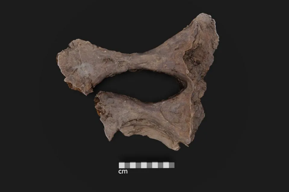 Стегнова кістка едмонтозавра Стегнова кістка едмонтозавра