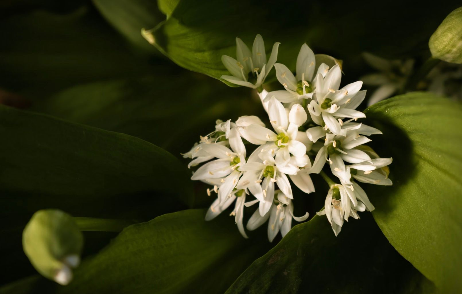 В Германии полиция задержала россиян за незаконный сбор черемши