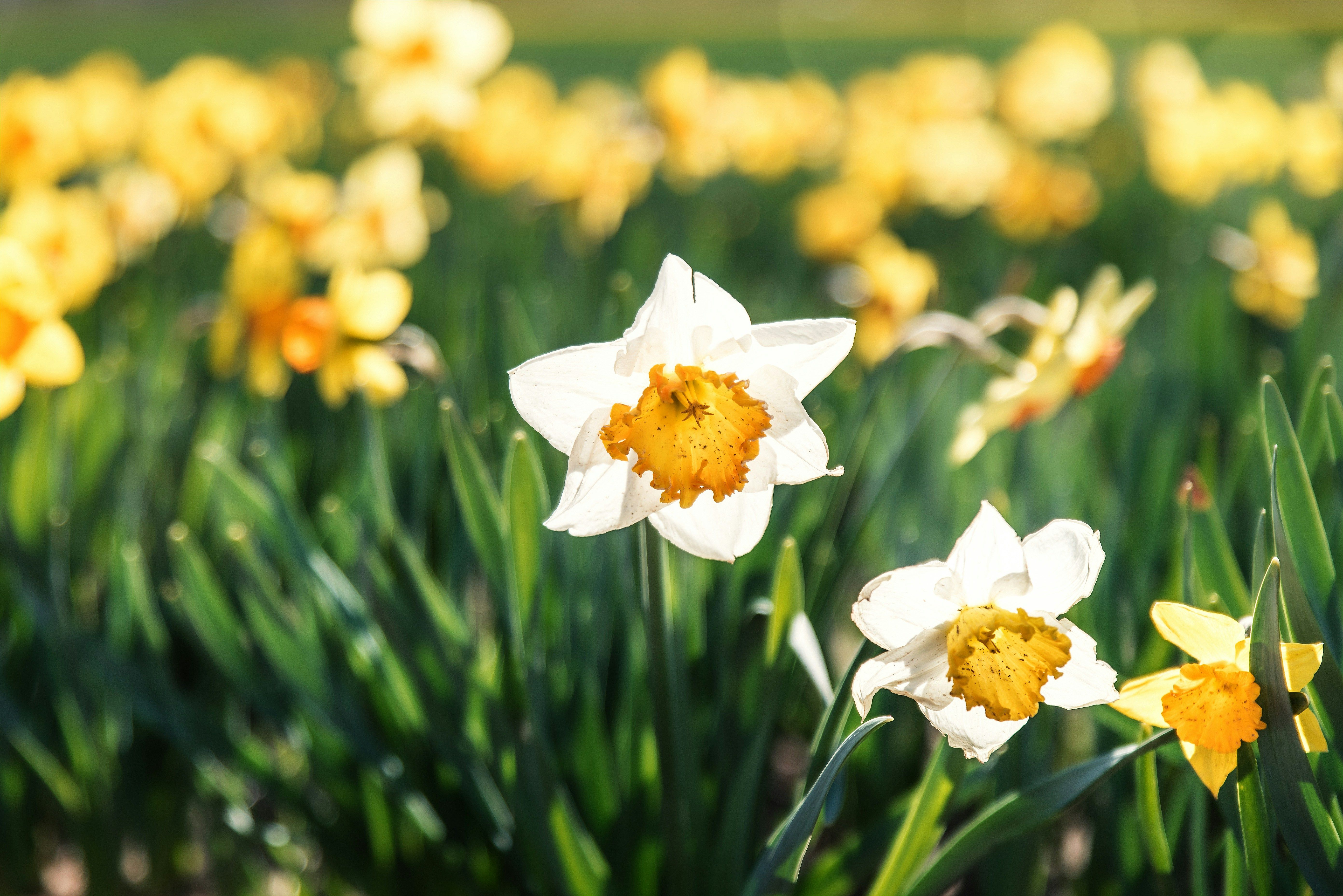 Як підготувати сад до весни Як підготувати сад до весни