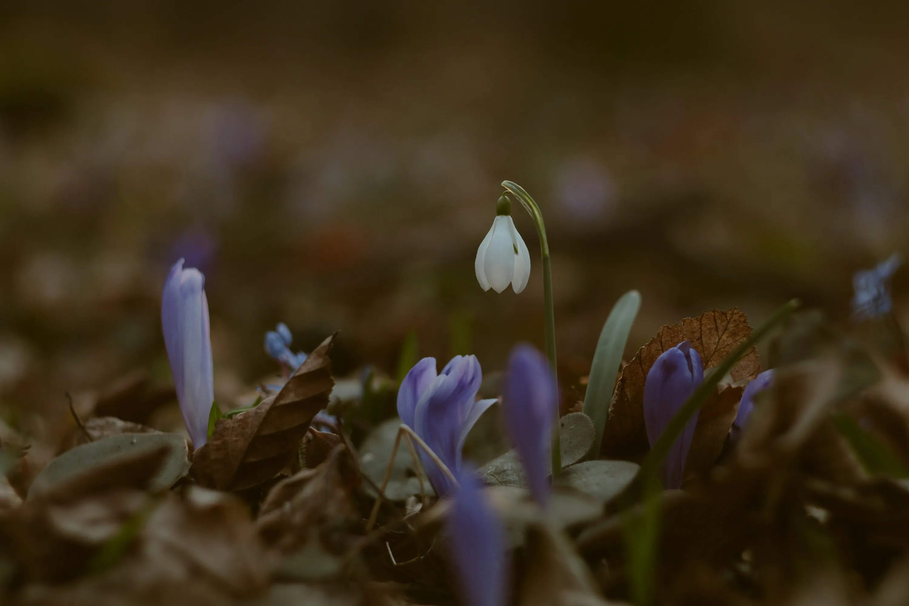 У саду варто залишити трохи листя