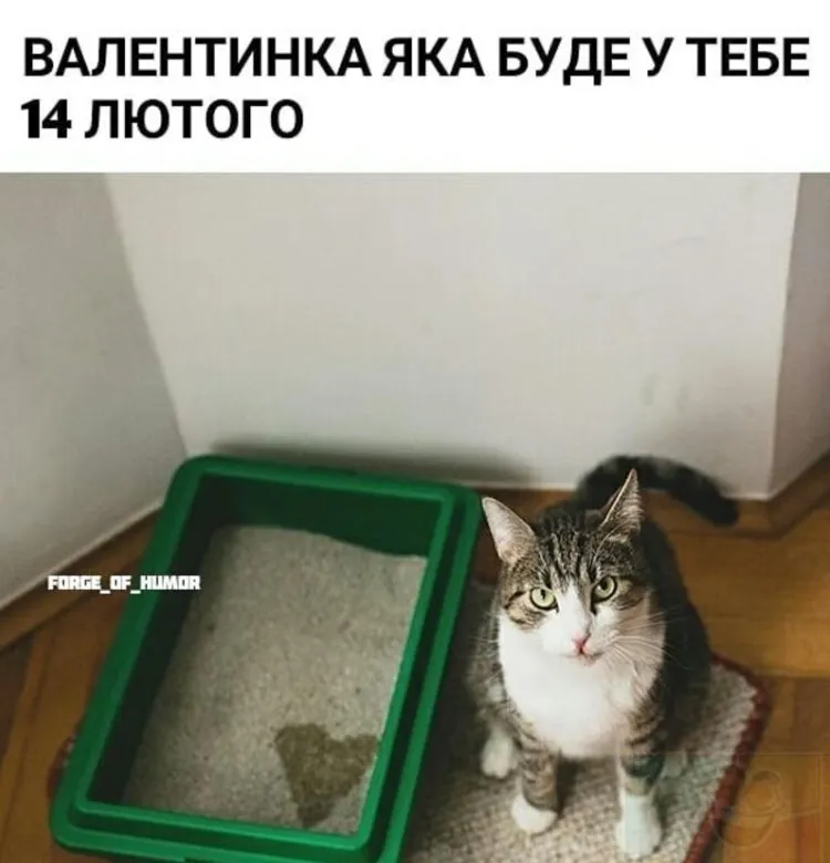 Коли святкуєш 14 лютого з котом Коли святкуєш 14 лютого з котом