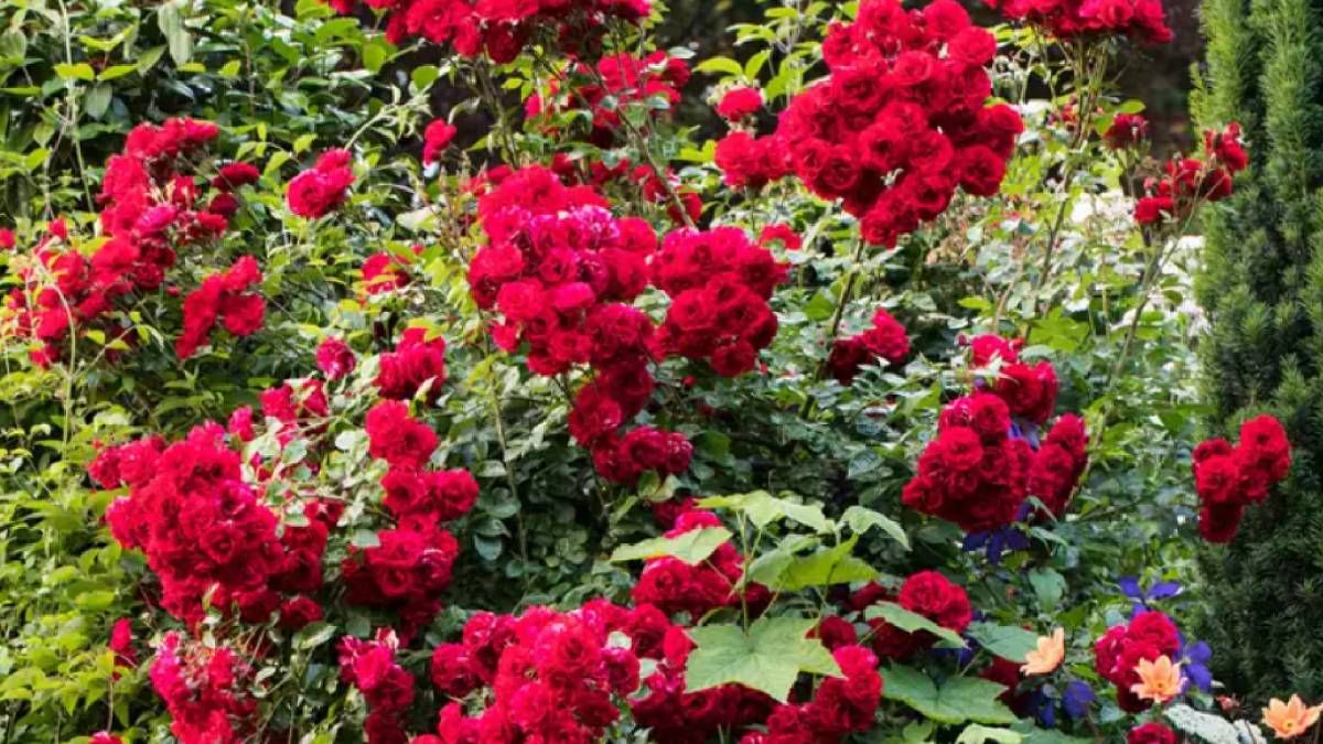 Букет троянд довго радуватиме око, якщо за ним правильно доглядати Букет троянд довго радуватиме око, якщо за ним правильно доглядати