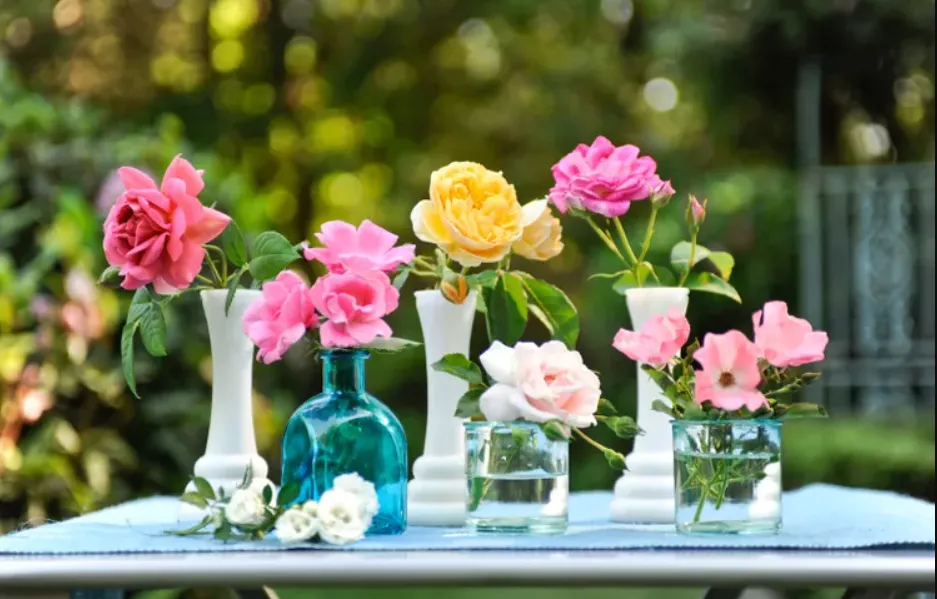 троянди троянди