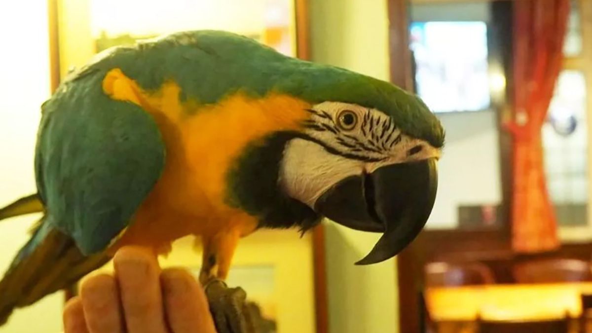Попугай Рио живет в отеле и материт посетителей Попугай Рио живет в отеле и материт посетителей