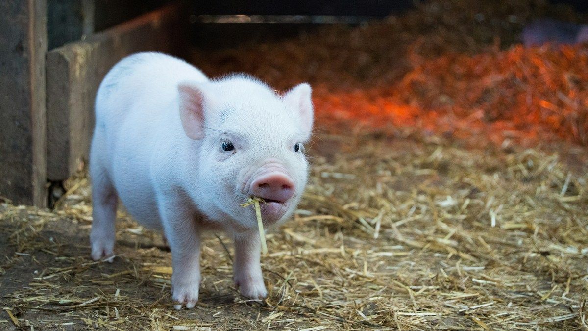 Люди ускоряют эволюцию больше, чем мы думали Люди ускоряют эволюцию больше, чем мы думали