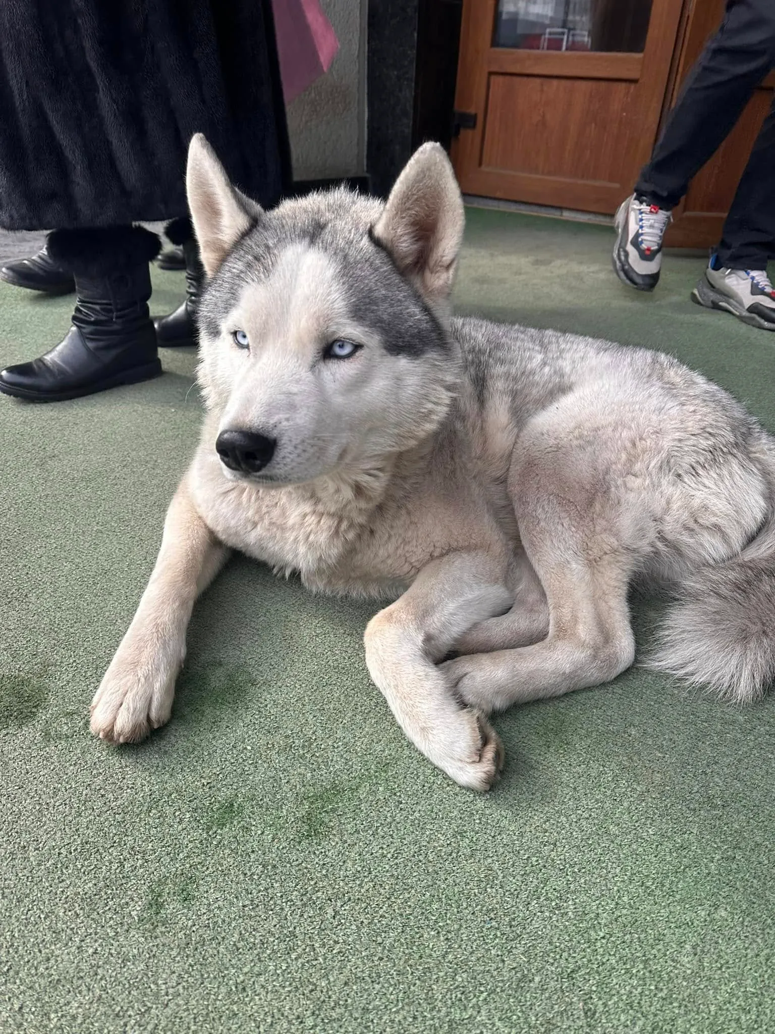 Хаски, который ждет хозяина в Черновцах Хаски, который ждет хозяина в Черновцах