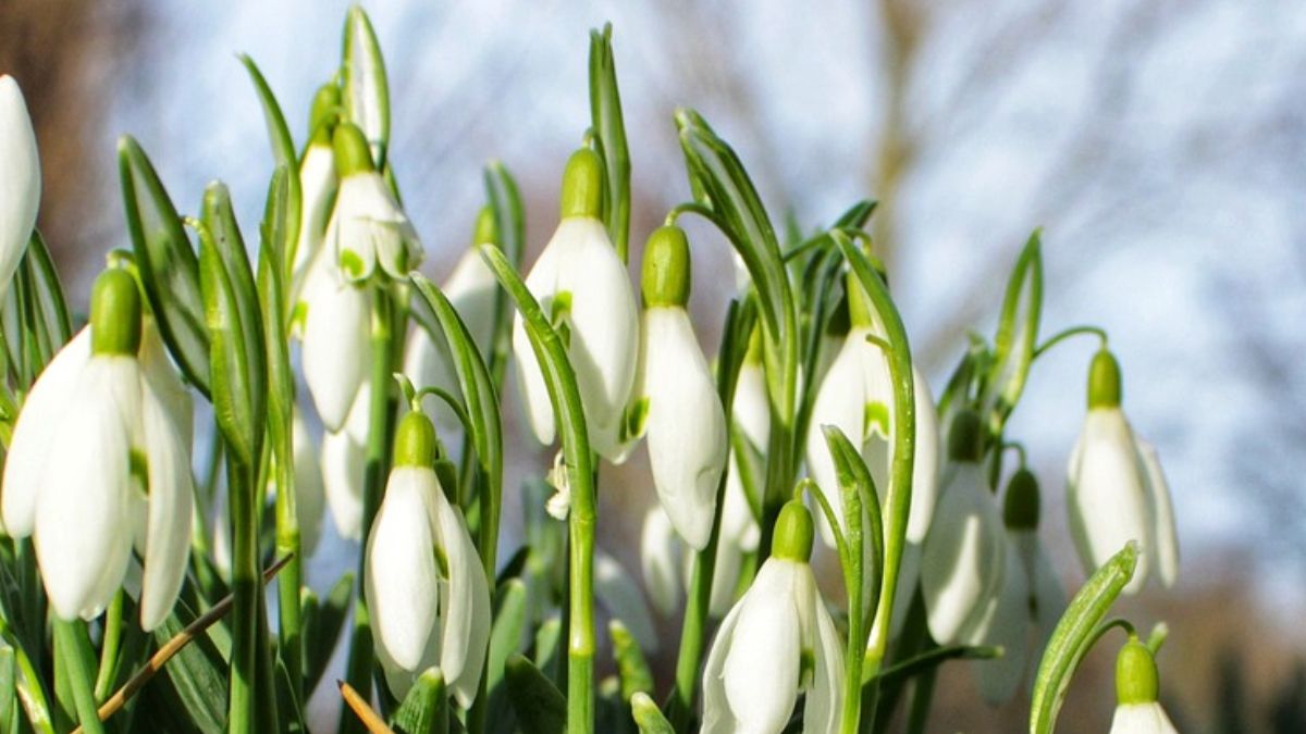 Будет ли +15 градусов в начале марта