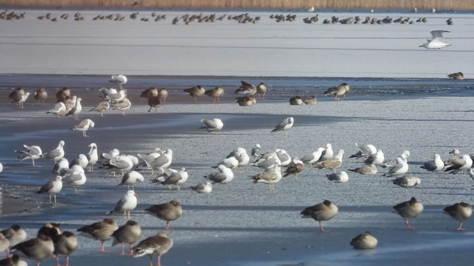 Бурштынское водохранилище стало пристанищем для сотен птиц Бурштынское водохранилище стало пристанищем для сотен птиц