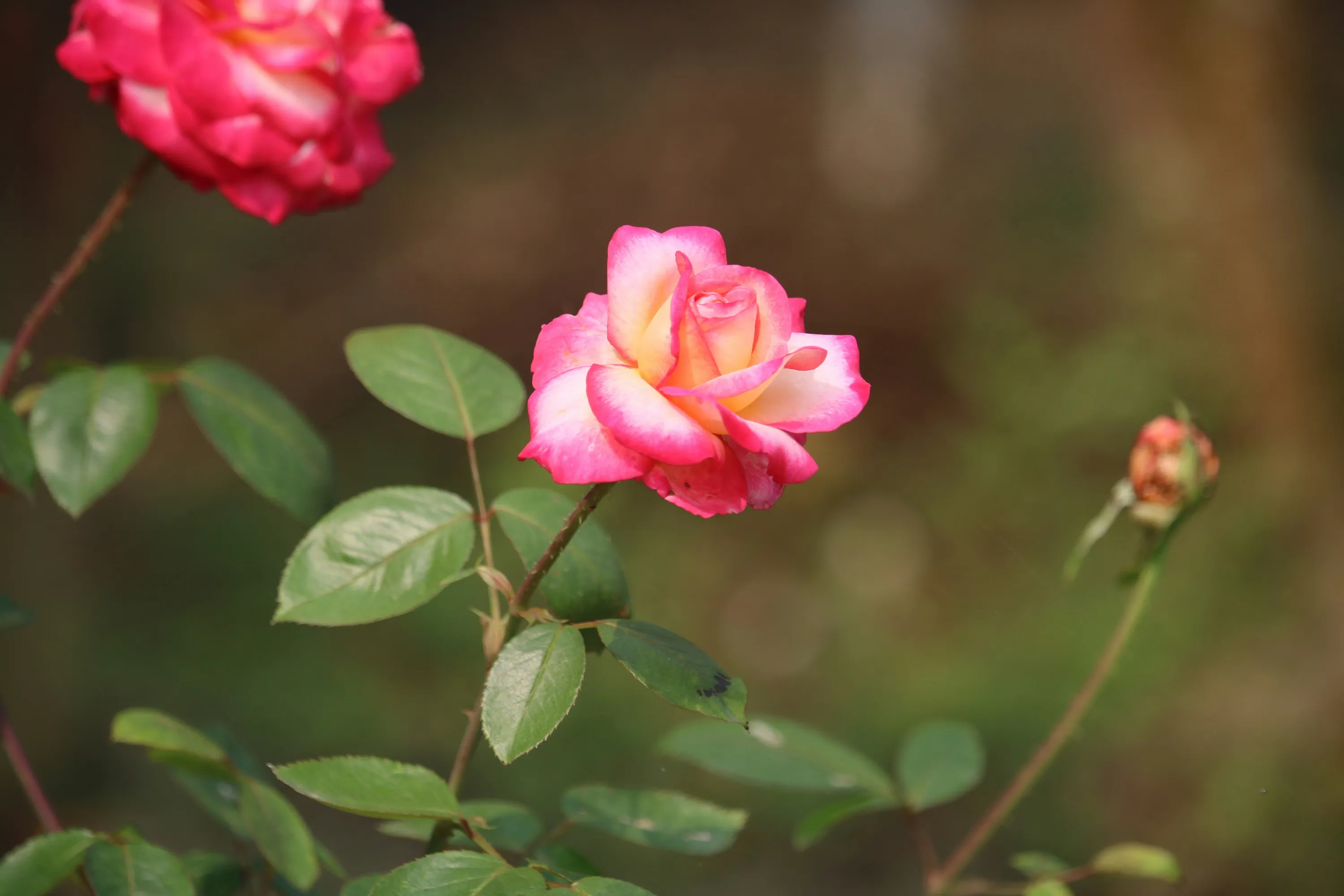 Як правильно обрізати троянди