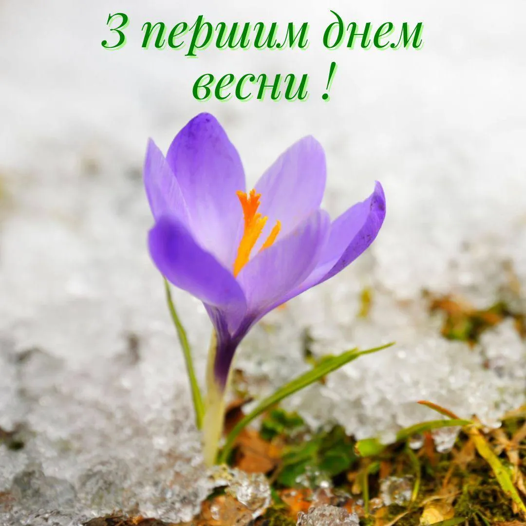 Привітання з першим днем весни 2025 Привітання з першим днем весни 2025