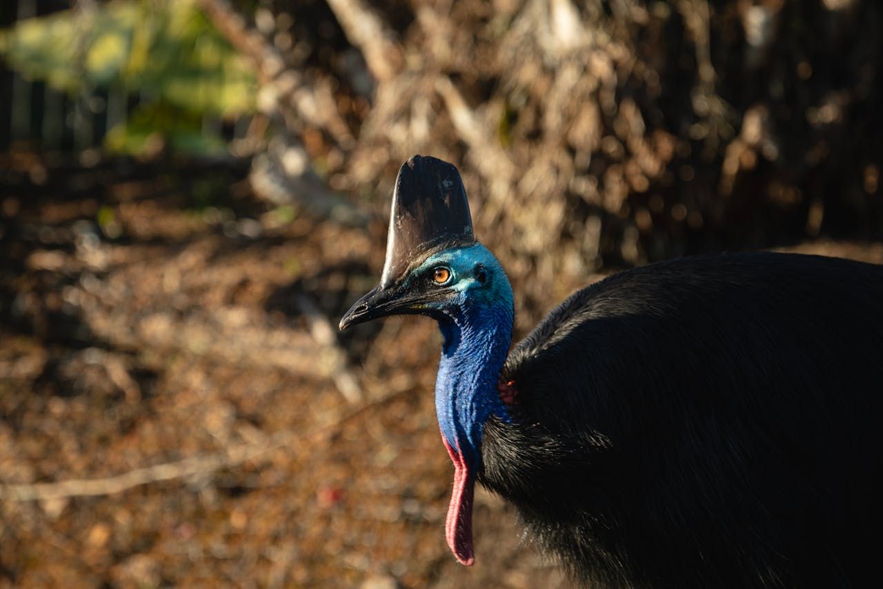 Казуар в лісі Казуар в лісі