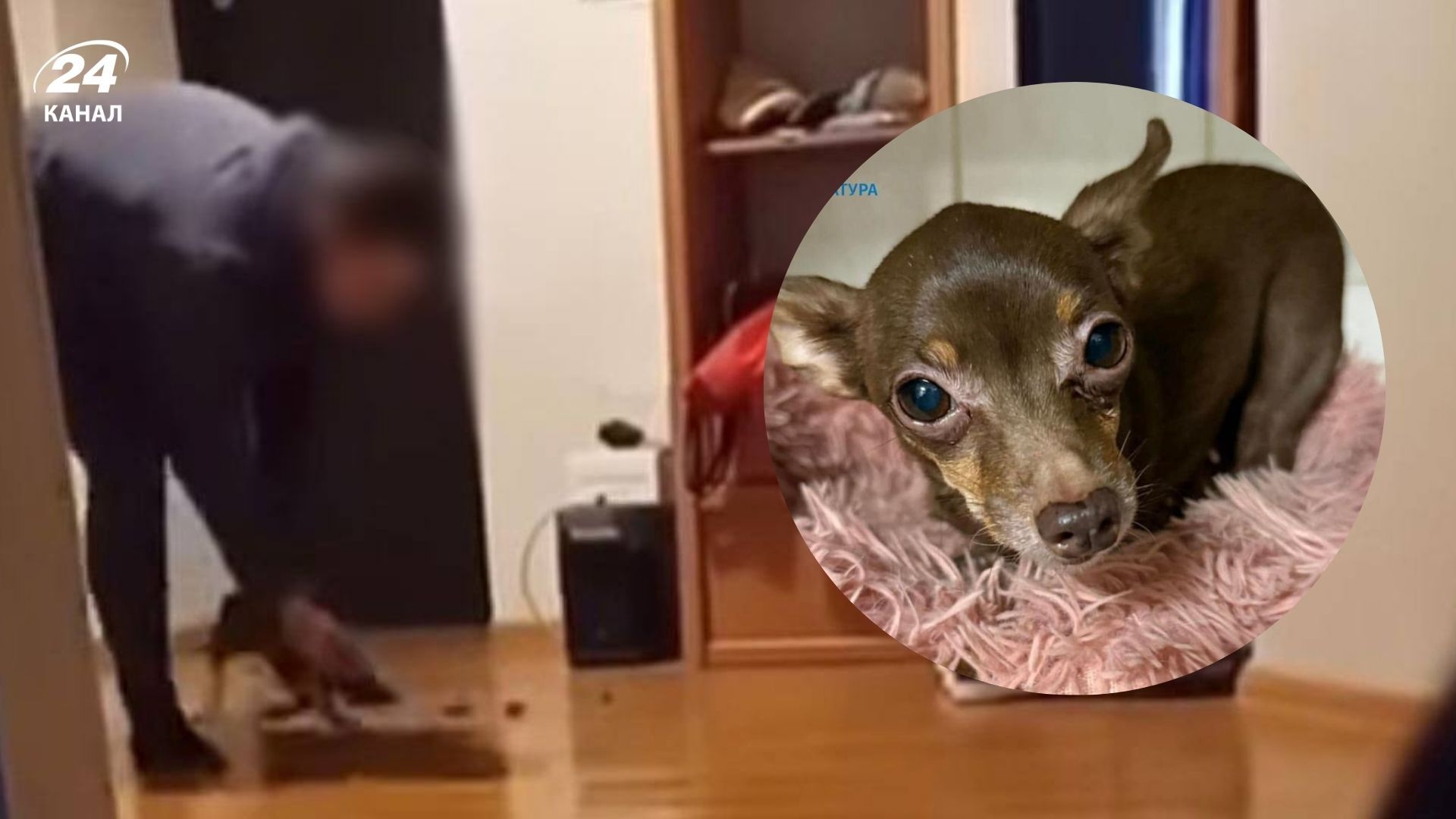 Киевлянин в присутствии малолетнего ребенка издевался над собакой