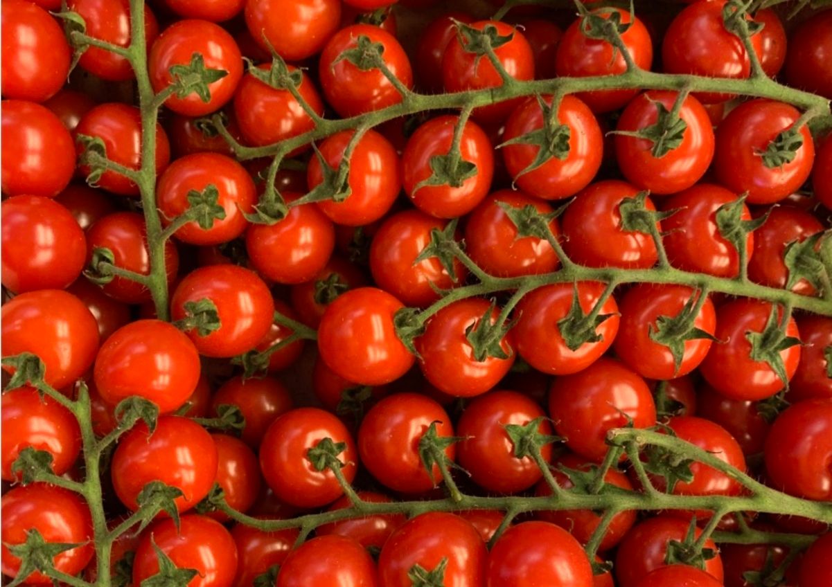 Чи можна зберігати помідори в холодильнику Чи можна зберігати помідори в холодильнику