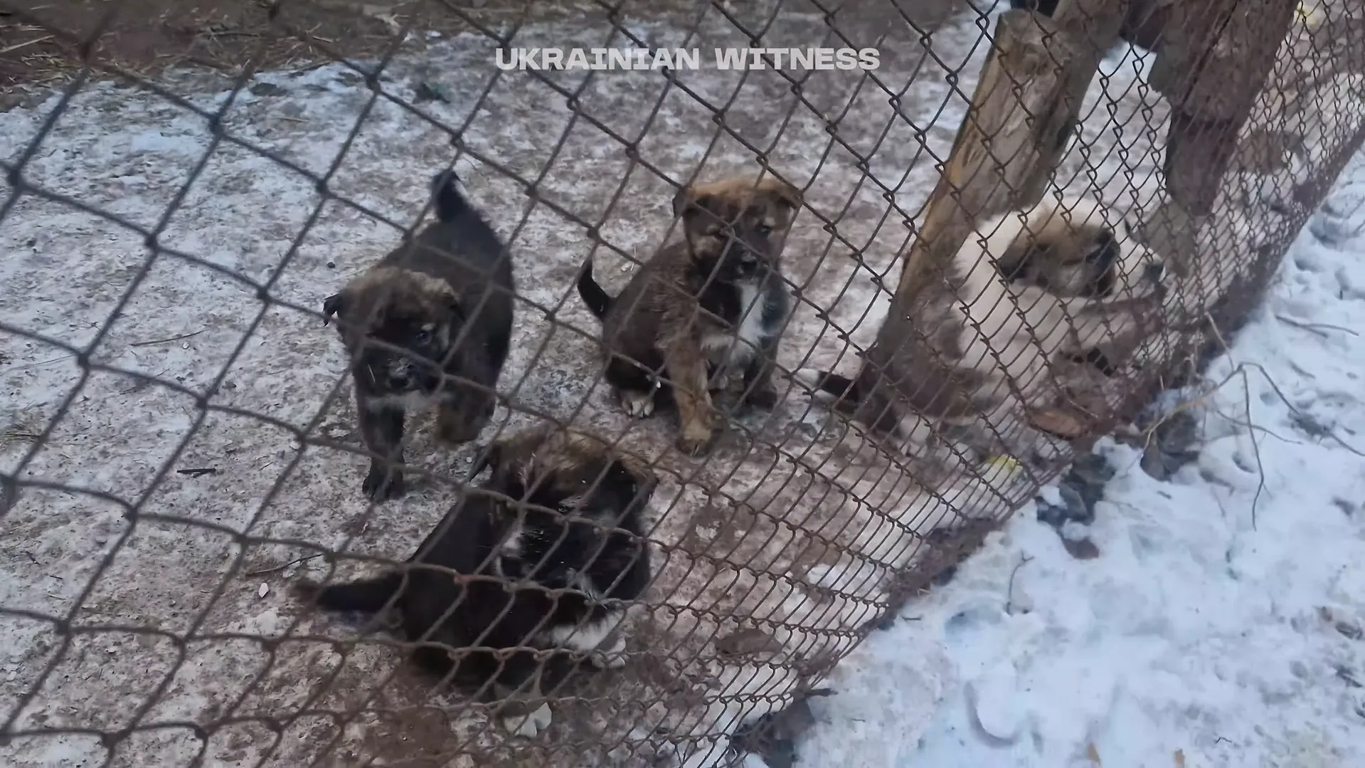 Волонтеры спасают собак на прифронтовых территориях Волонтеры спасают собак на прифронтовых территориях
