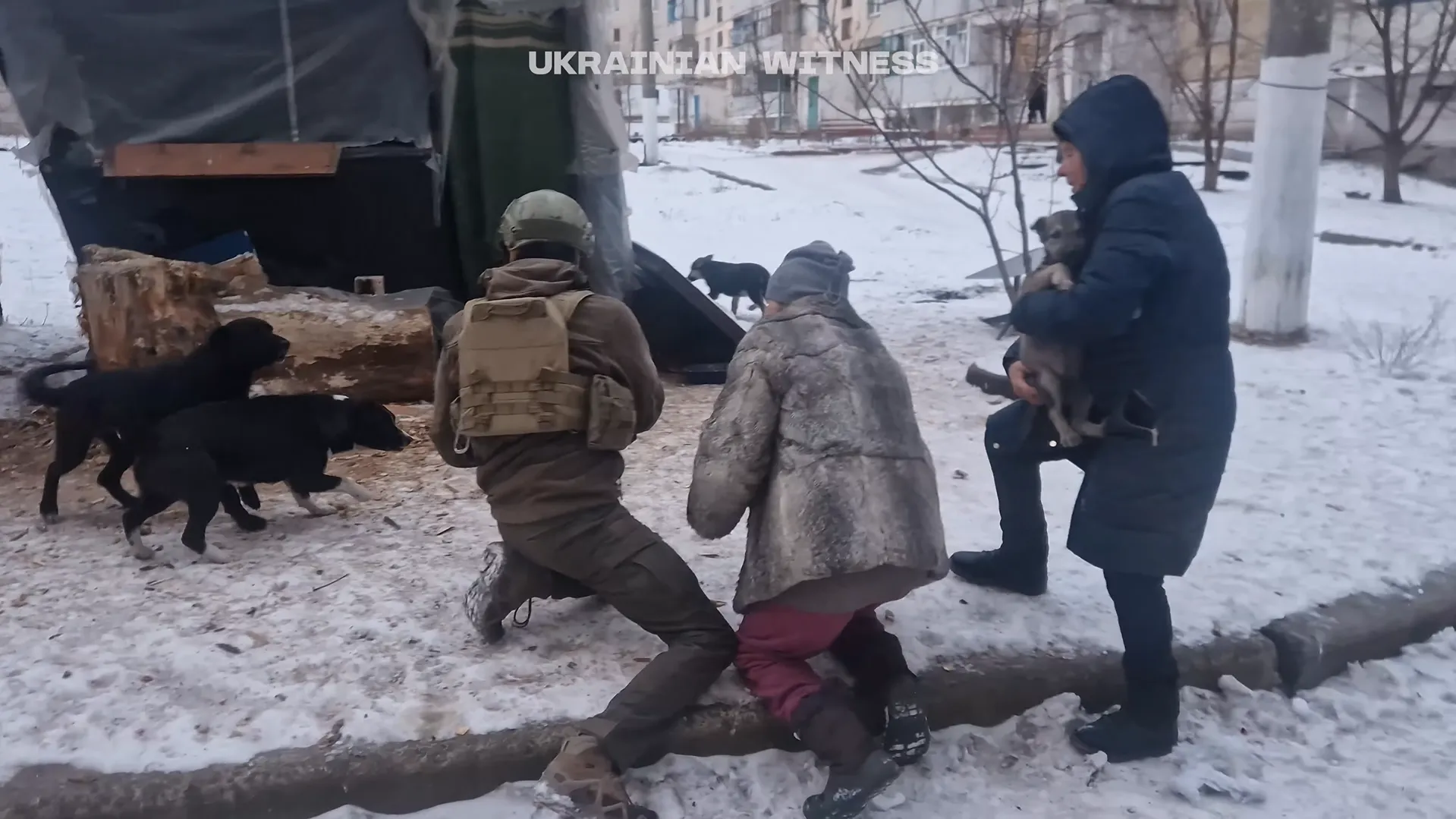 Волонтеры готовят брошенных собак