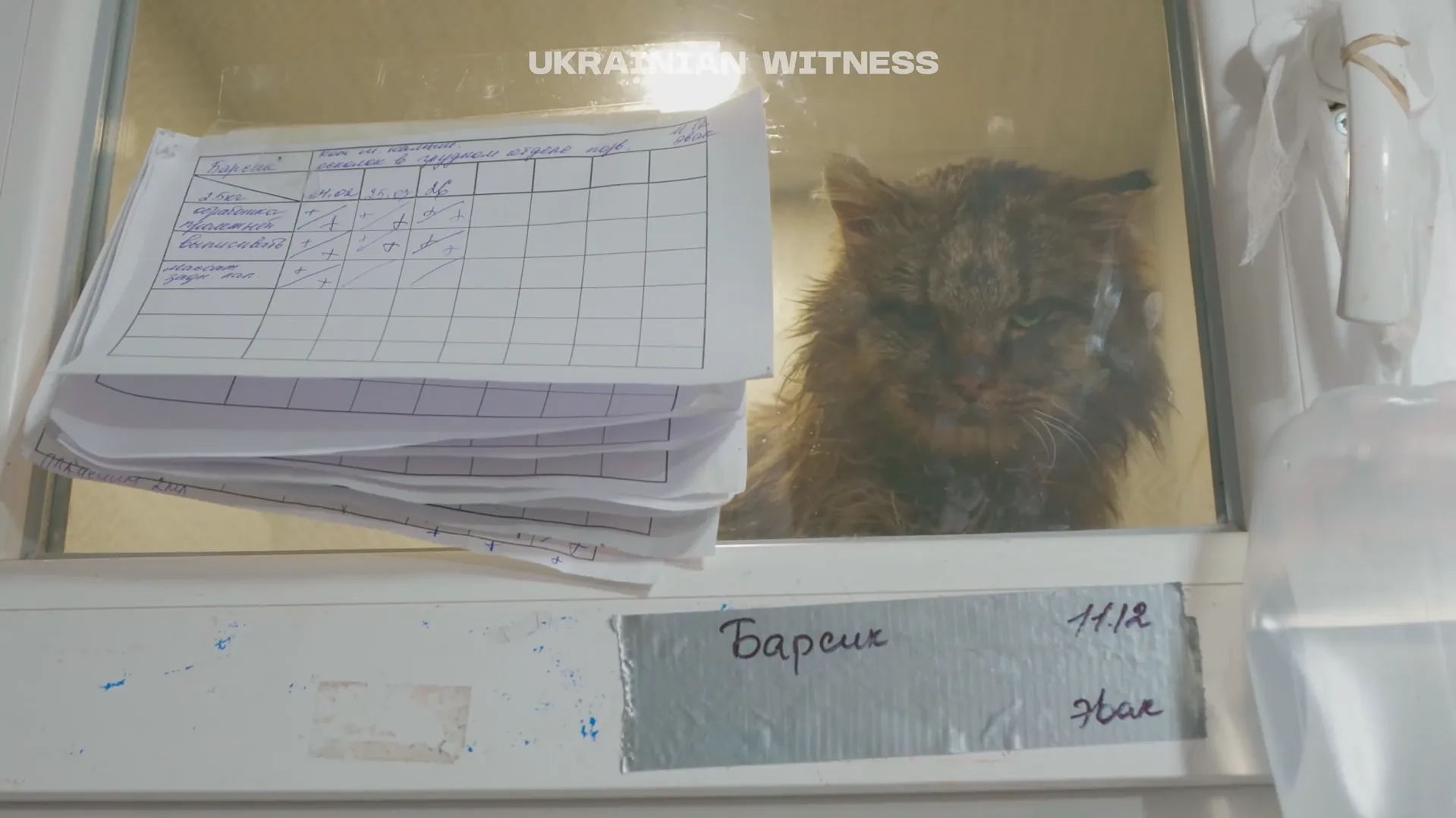 Волонтеры спасли котика Волонтеры спасли котика