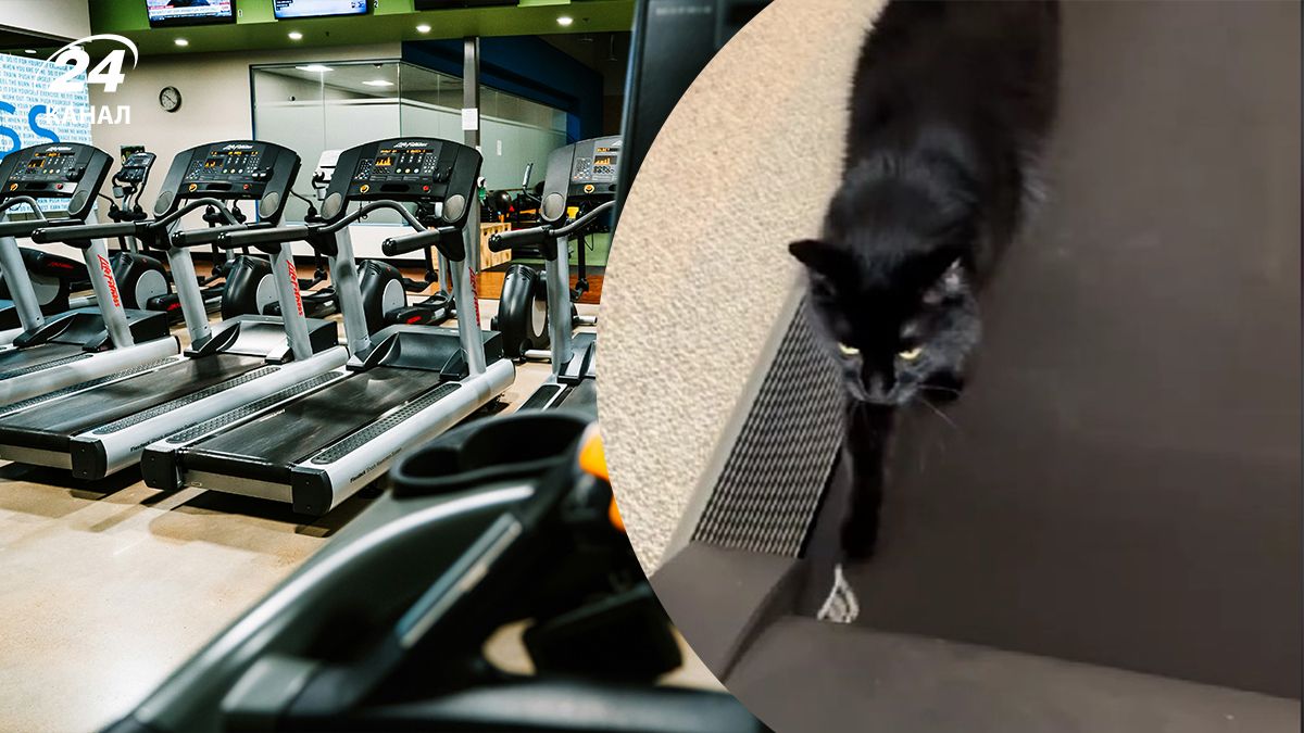 Чоловік показав, як його кіт тренується до літа Чоловік показав, як його кіт тренується до літа