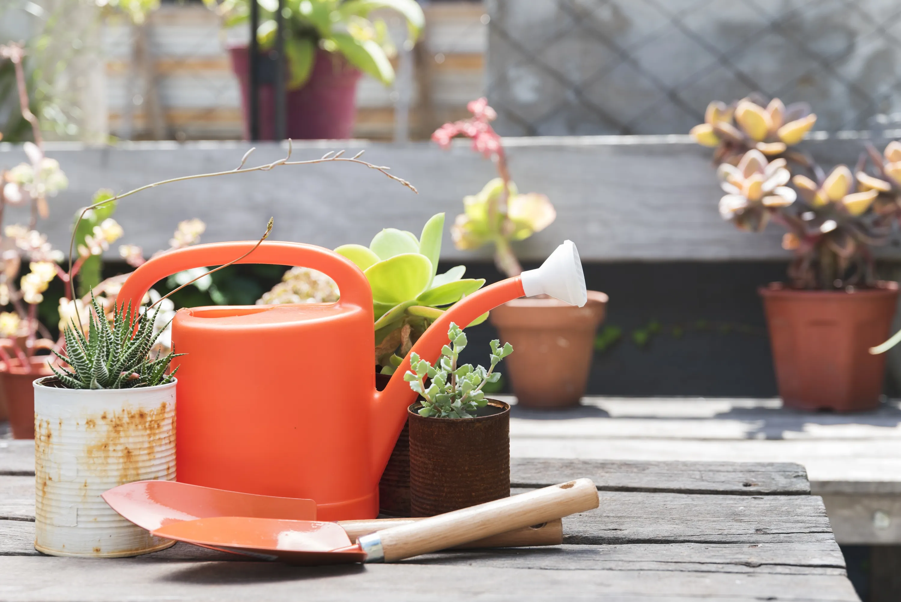 Не выносите на улицу растения, которые зимовали в доме