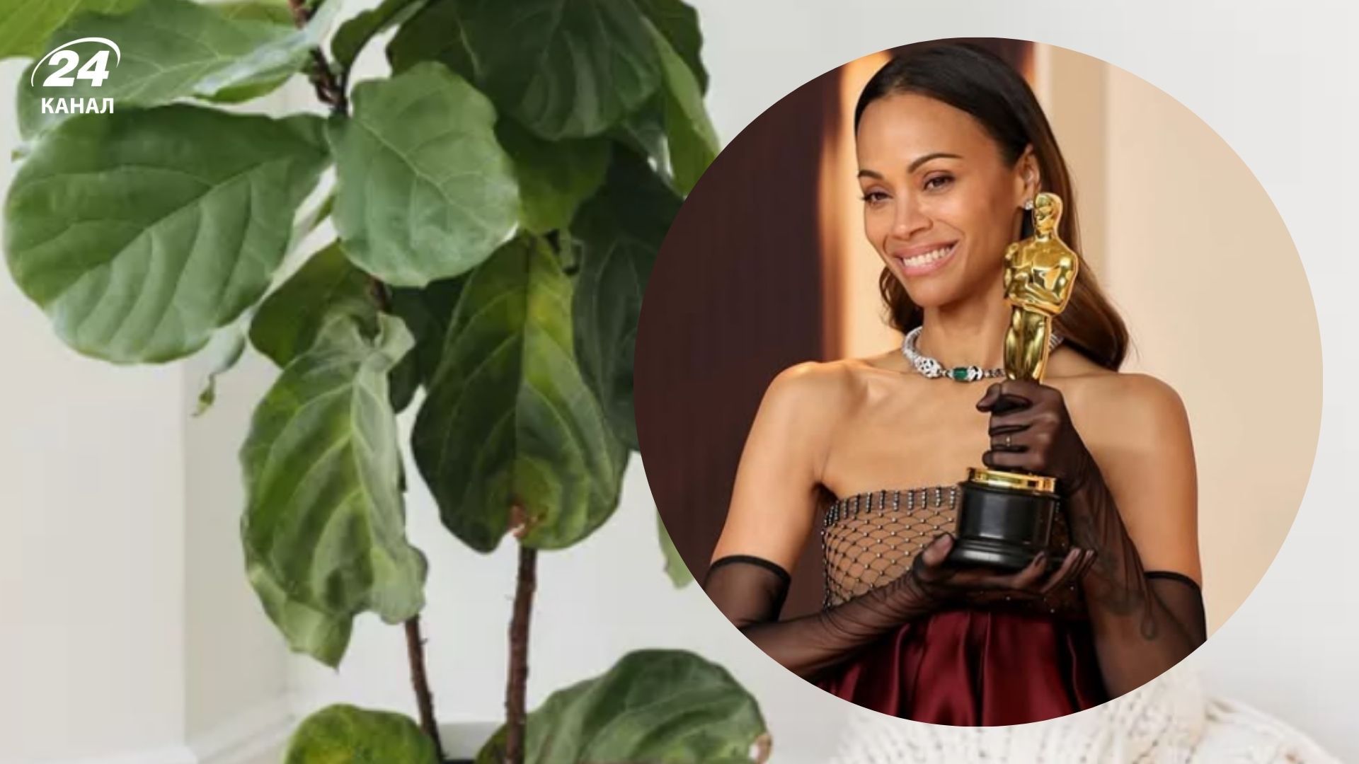 Зои Салдана украсила прихожую фикусом лировидным Зои Салдана украсила прихожую фикусом лировидным