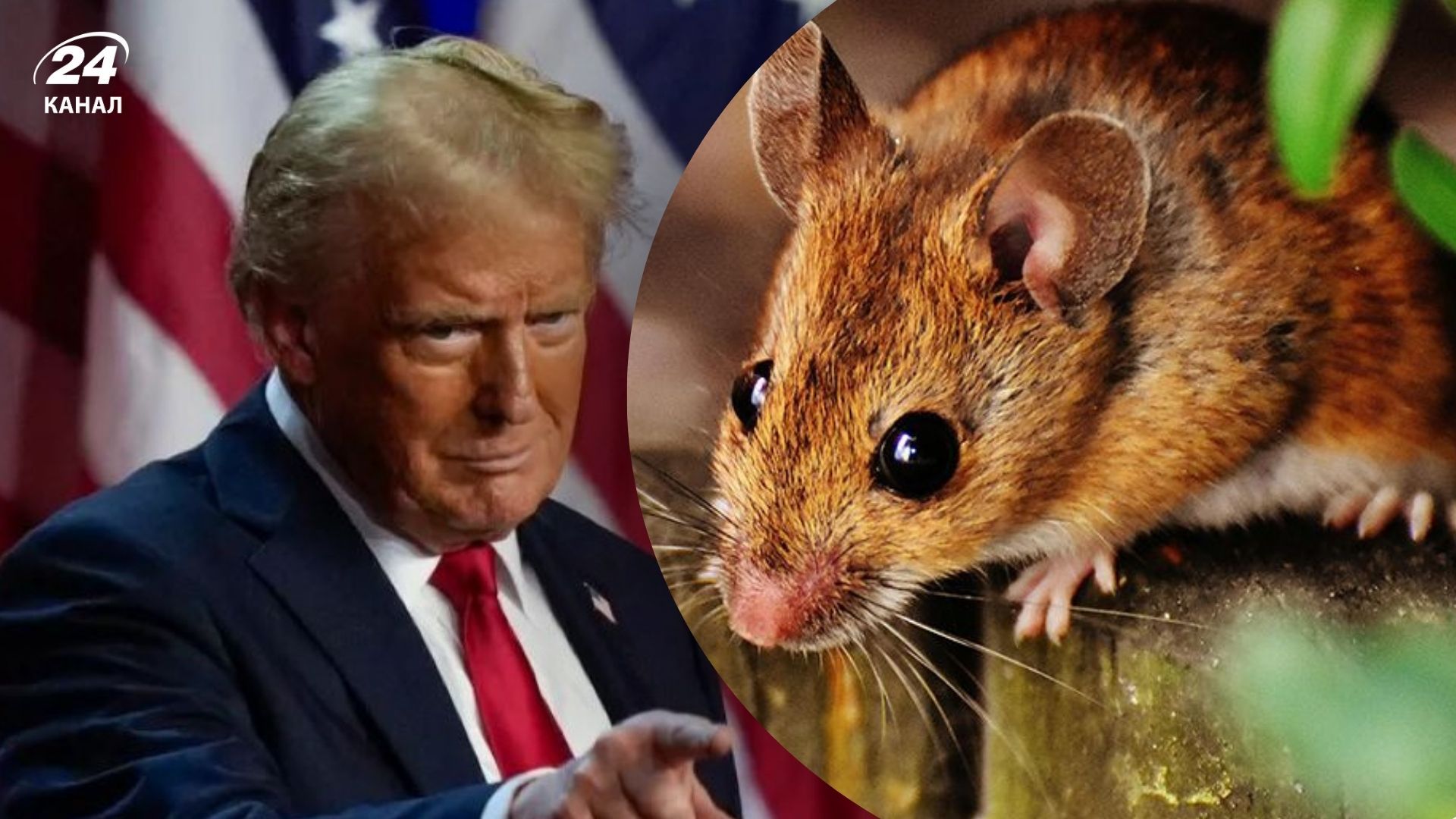 СМИ поймали Трампа на лжи о трансгендерных мышах - 24 Канал СМИ поймали Трампа на лжи о трансгендерных мышах - 24 Канал