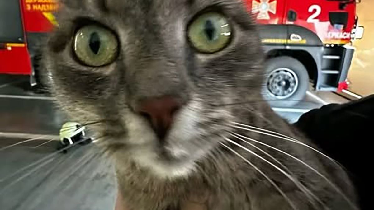 Врятований у Черкасах кіт став зіркою соцмереж - курйозне фото Врятований у Черкасах кіт став зіркою соцмереж - курйозне фото
