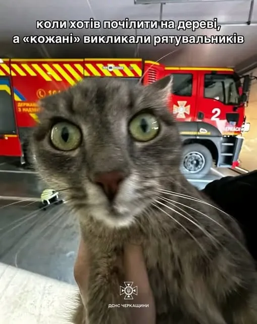 ДСНС врятували кота ДСНС врятували кота