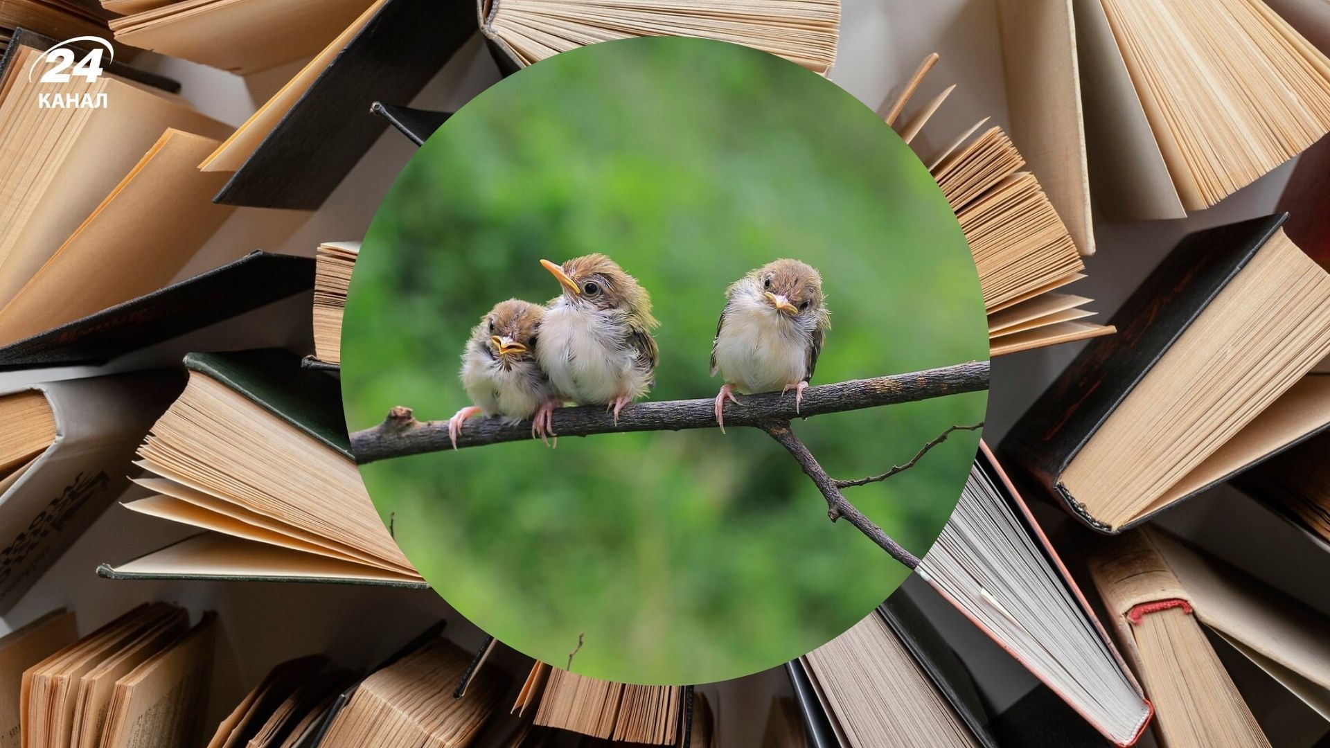 Фамилии, которые возникли от названий птиц