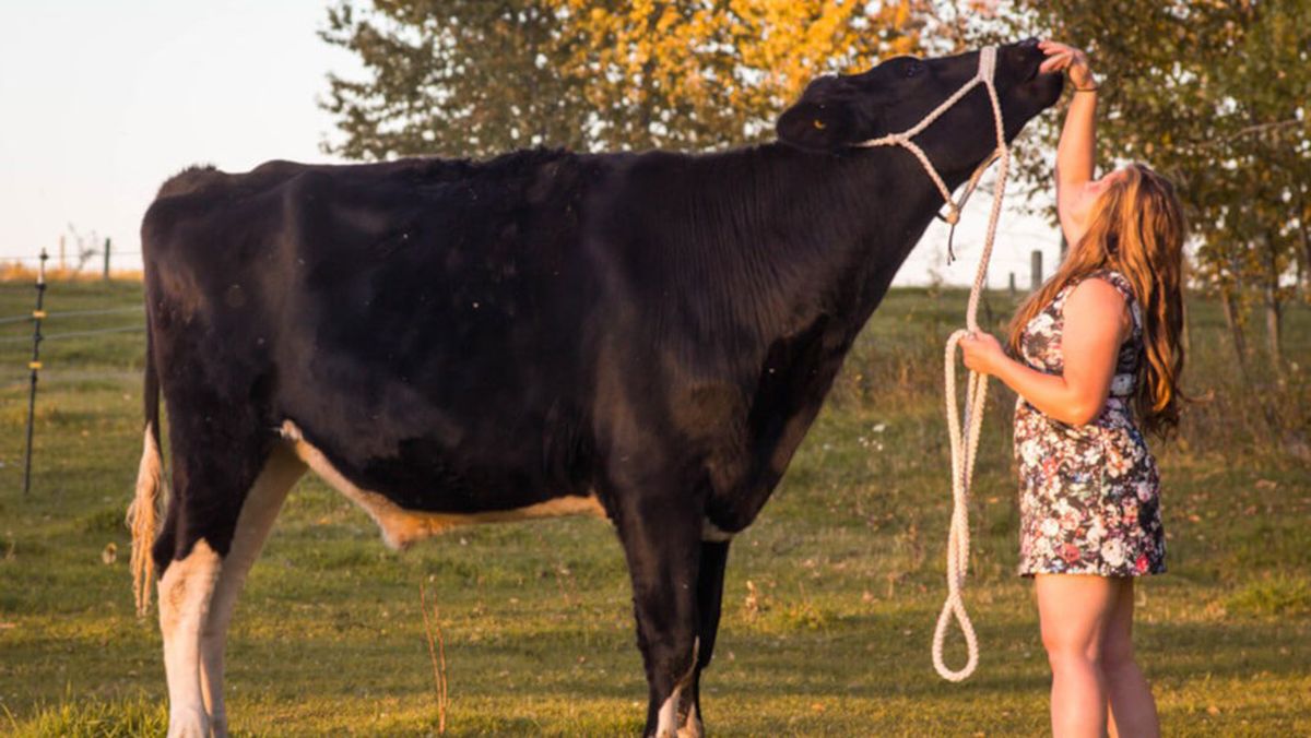 Бык, по имени Биф стал рекордсменом –как выглядит самый большой бык в мире Бык, по имени Биф стал рекордсменом –как выглядит самый большой бык в мире