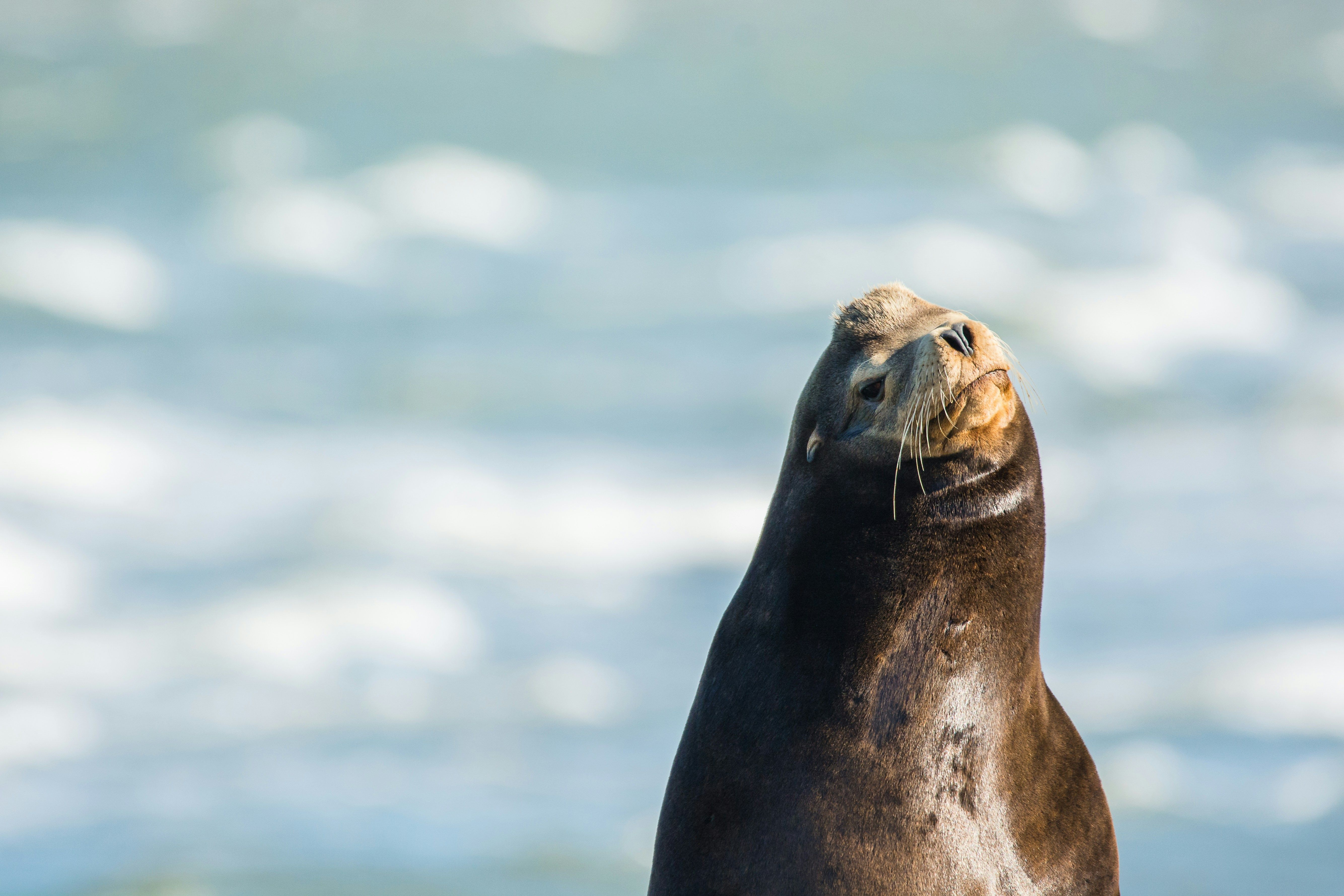 Чоловік намагався зчинити бійку з морським левом - відео Чоловік намагався зчинити бійку з морським левом - відео